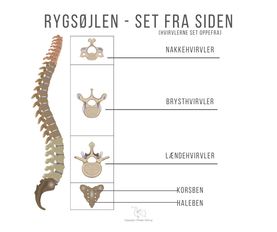 Rygsøjle set fra siden