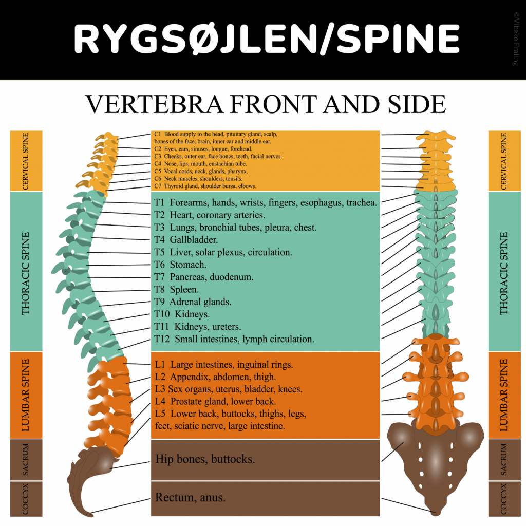 Rygsøjle spine