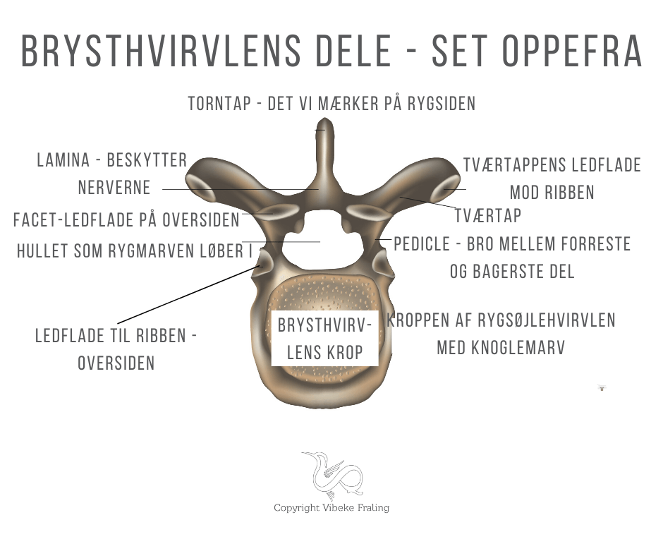 smerter i ryggen og brysthvirvel
