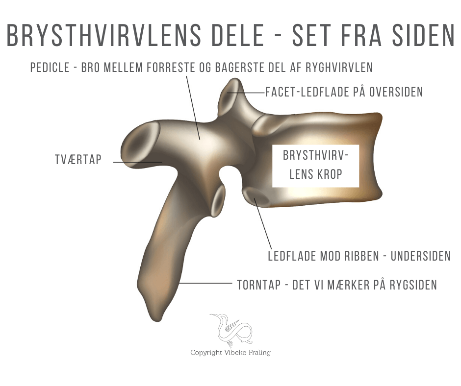 smerter i ryggen