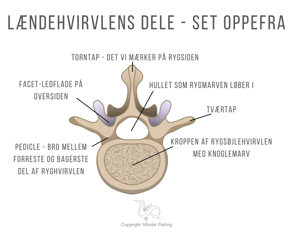 smerter i ryggen