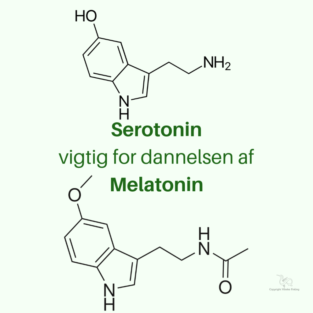 Serotonin vigtig for dannelsen af Melatonin