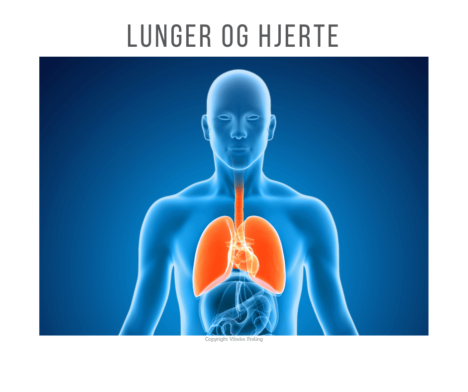 Lunger og hjerte