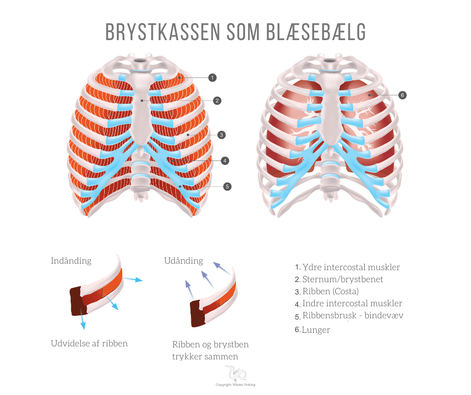 Fascia kejserens foryngende øvelser
