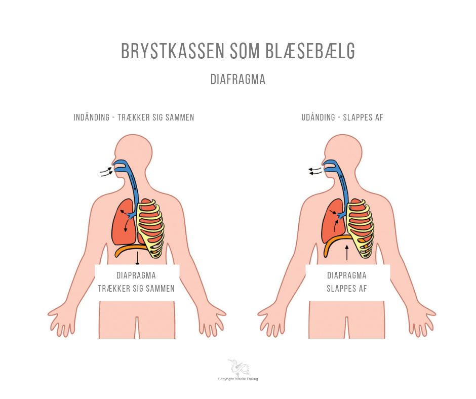 Fascia kejserens foryngende øvelser Blæsebælg rigtig diafragma