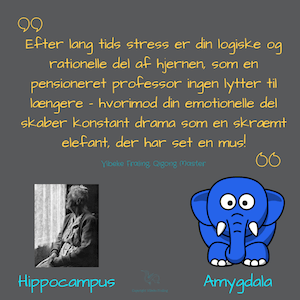 Hippocampus-og-Amygdala-