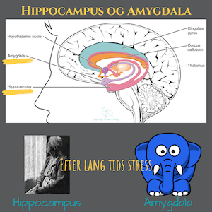 Hippocampus-og-Amygdala-