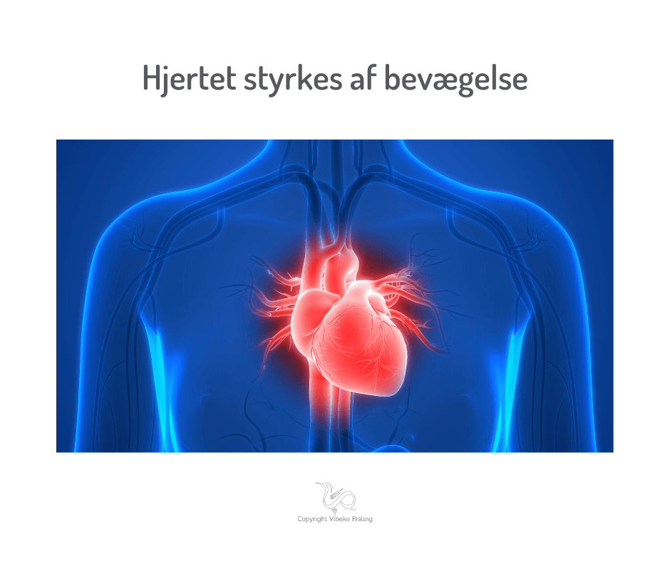 Hjertet illustration