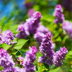 Blomster lilla