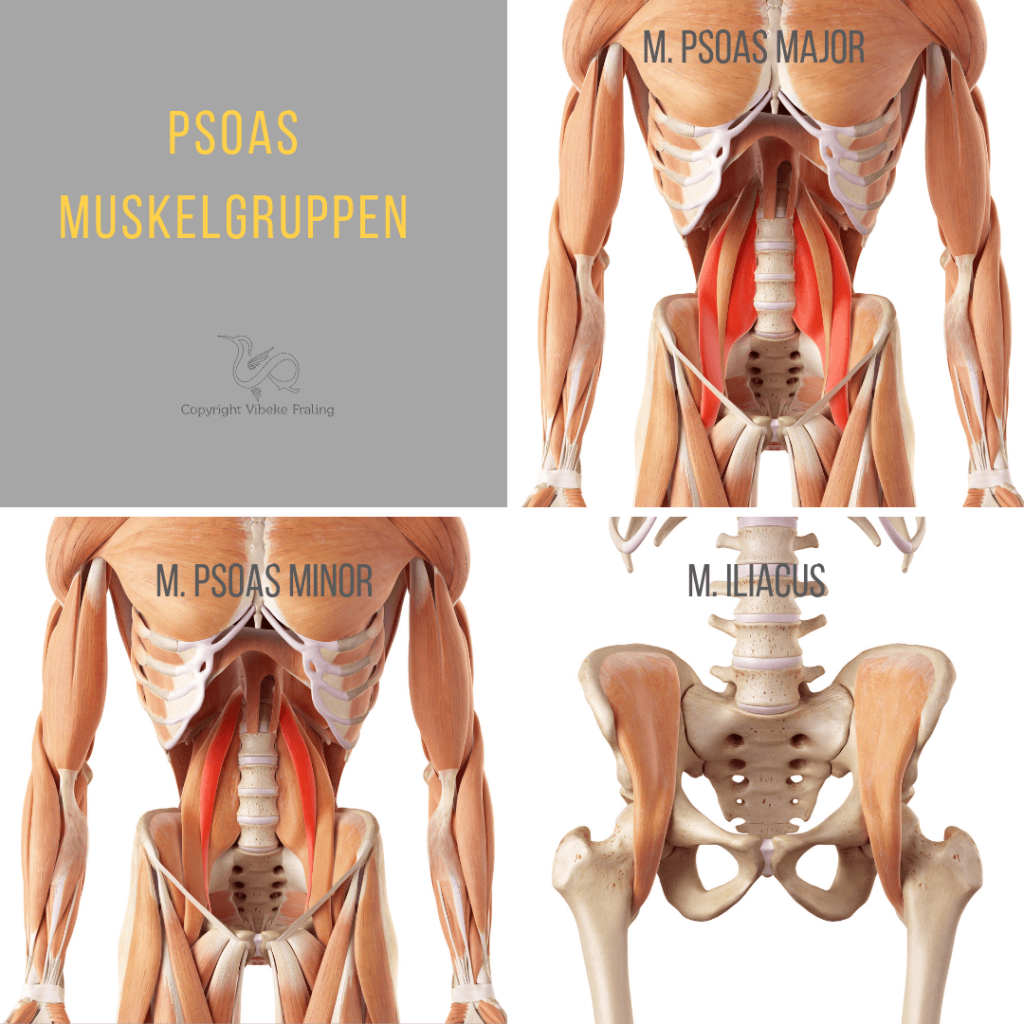 Musculus Psoas muskelgruppen