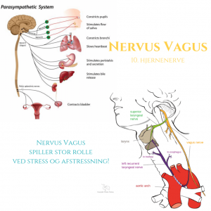 Nervus-Vagus