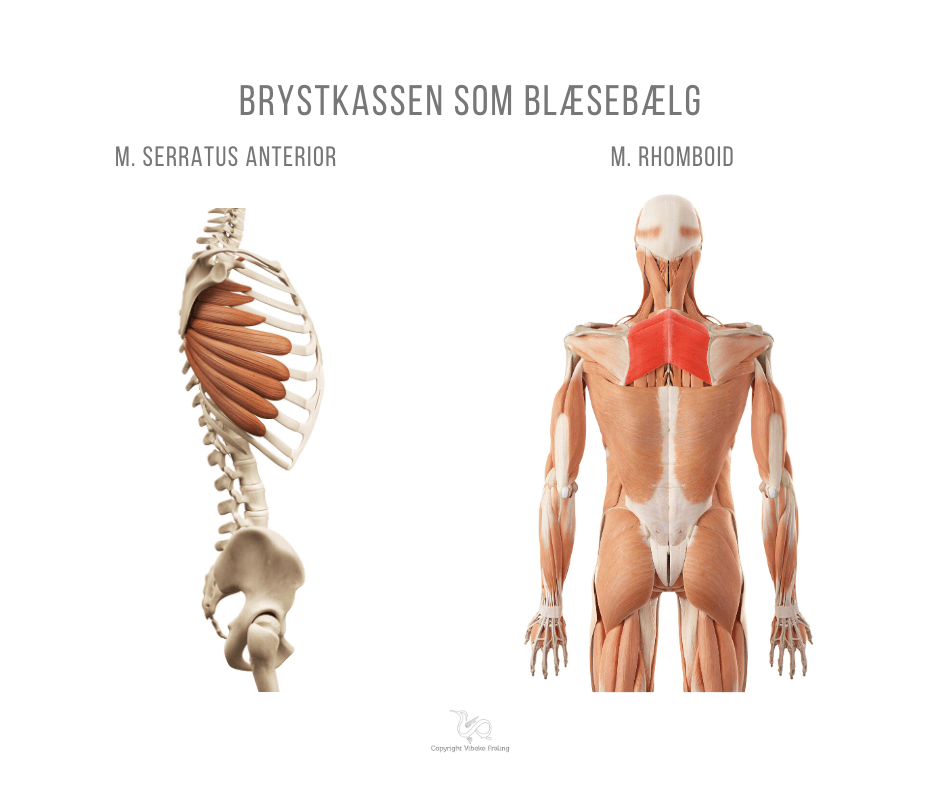 Qigong åndedrættet