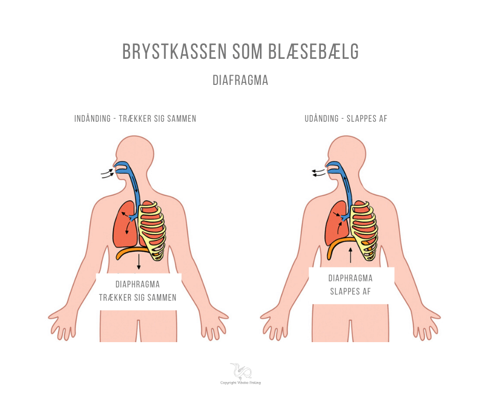 Qigong åndedrættet diafragma diaphragma