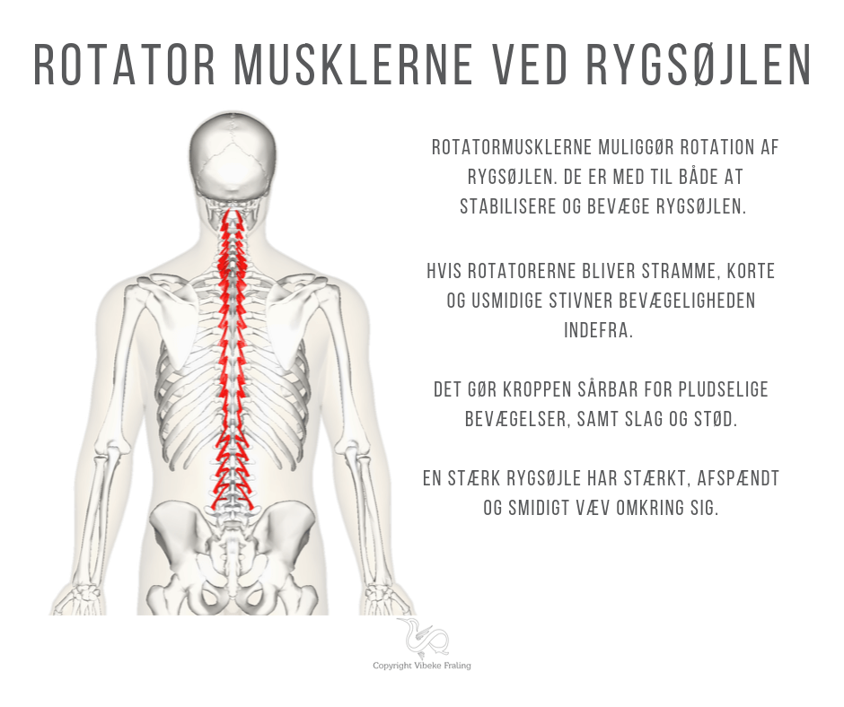 Rotatormusklerne