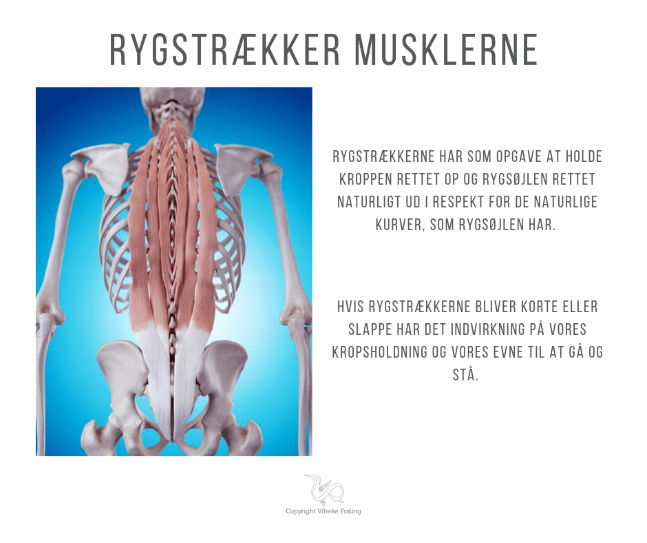 Rygstrækkerne