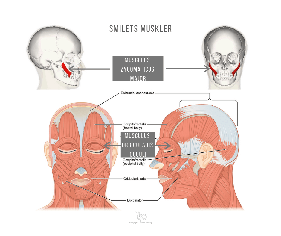 Smil - smilets muskler
