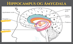 Hippocampus Amygdala