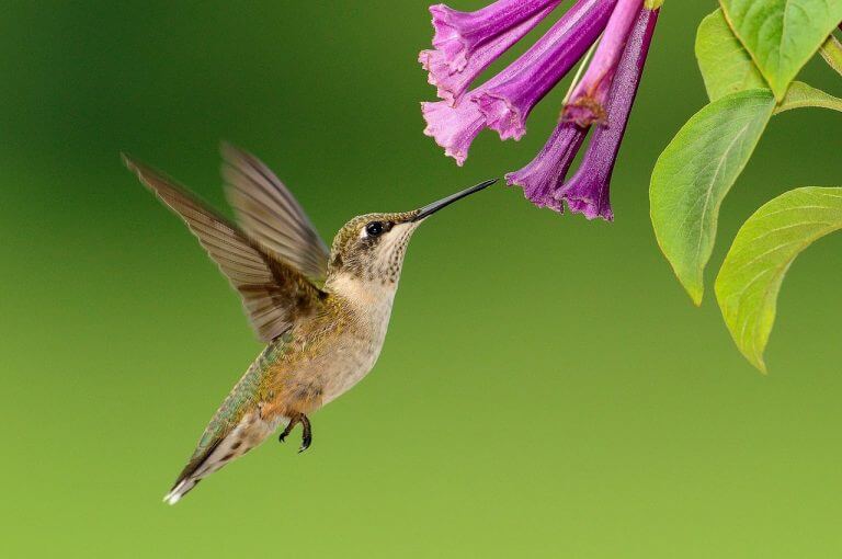 hummingbird