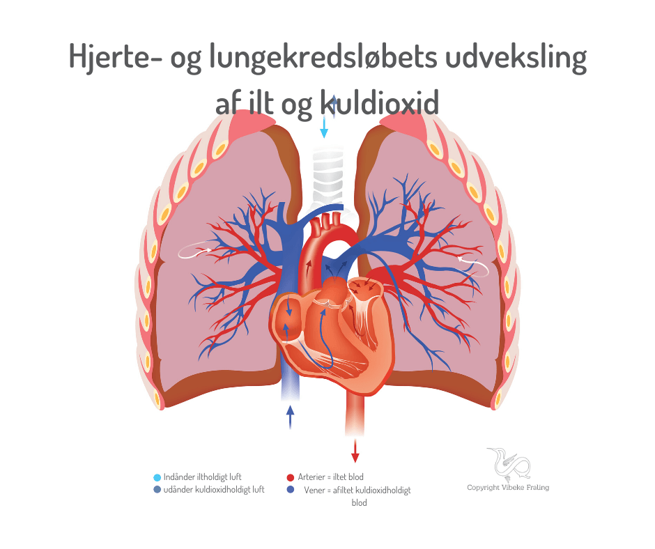 immunforsvaret-hjerte-lunge-kredsløb