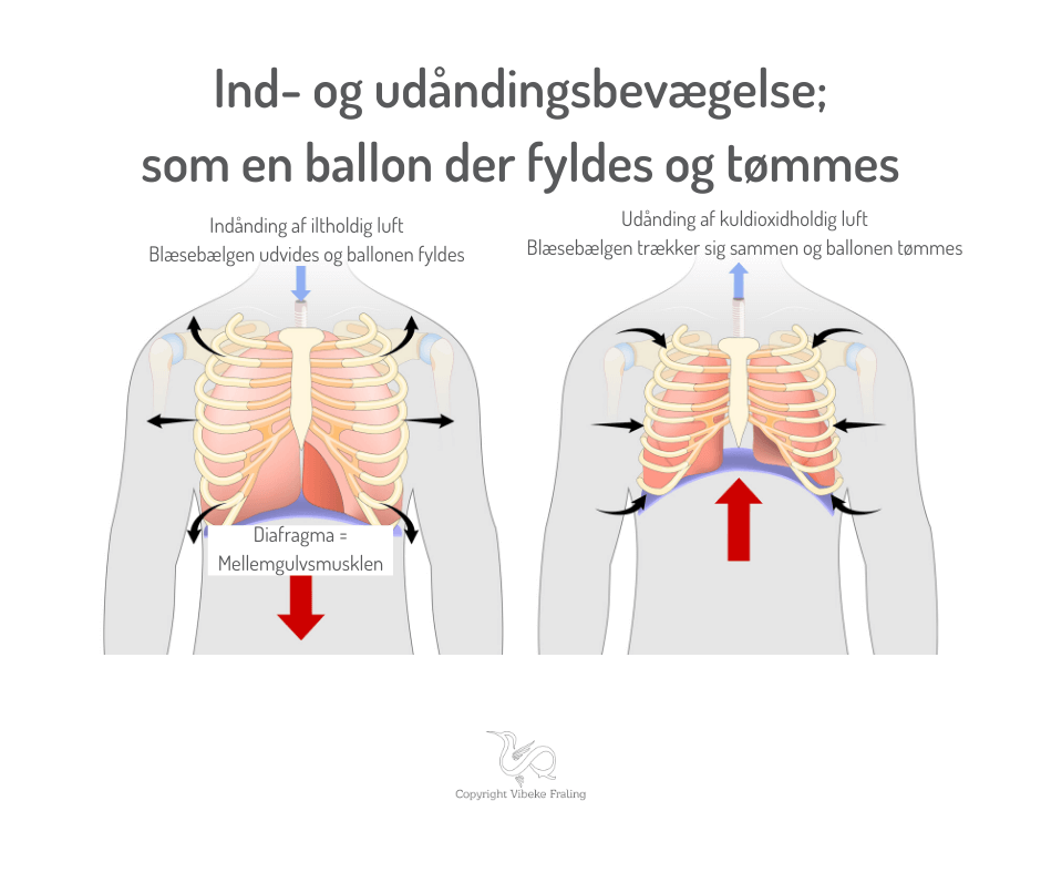 immunforsvaret-ind-og-udånding
