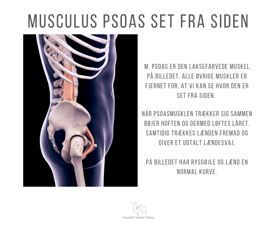psoas set fra siden