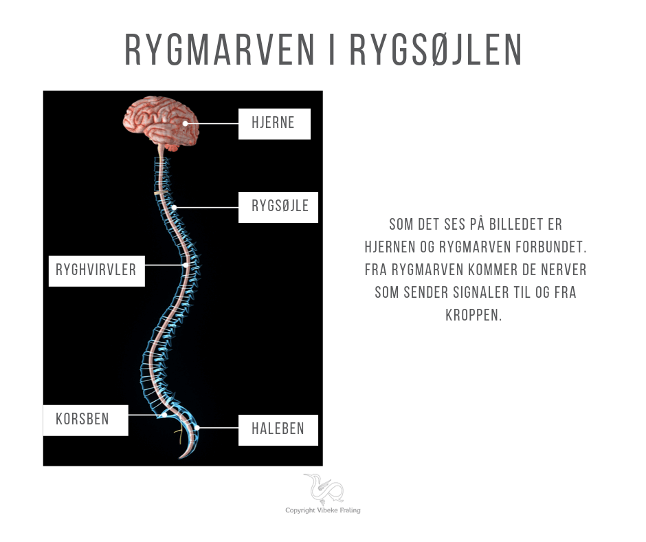 rygmarven i rygsøjlen