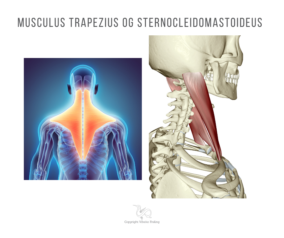 trapezius-sternocleidomastoideus